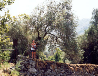 olives