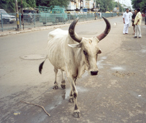 vache